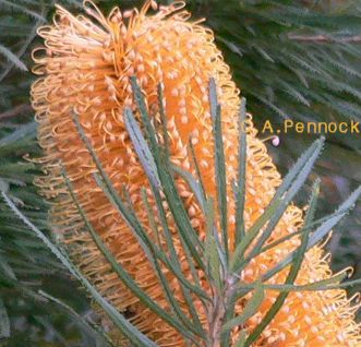 Banksia200DEC.jpg, 31 kB