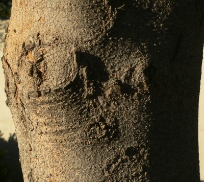 TRUNK