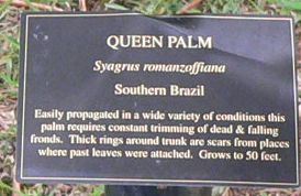 QueenPalmSign26.jpg, 14 kB