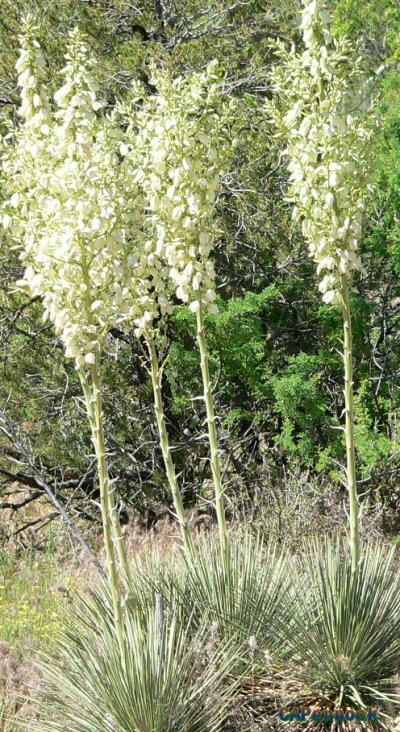 YUCCA20050603C.JPG, 136 kB