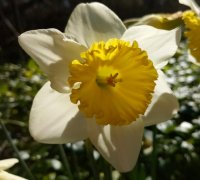 DaffodilLogo.jpg, 10kB