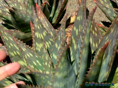 genus ALOE