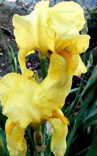 IRIS2007NOV02.JPG, 56 kB