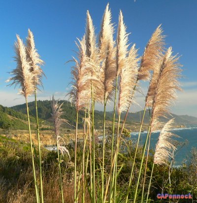 PAMPAS20070919.JPG, 53 kB