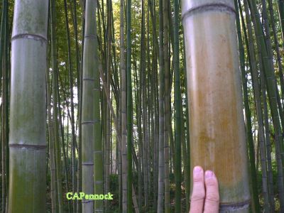 PHYLLOSTACHYS.JPG, 30 kB