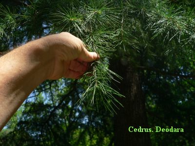 CEDARB.JPG, 32 kB